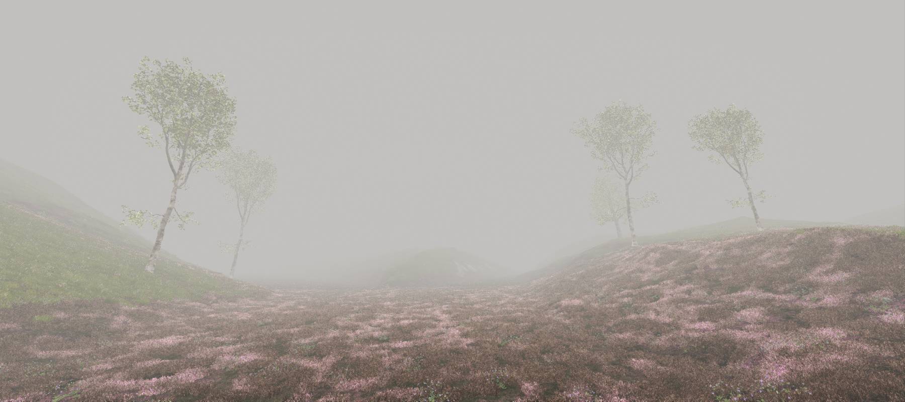 Forest, Foggy