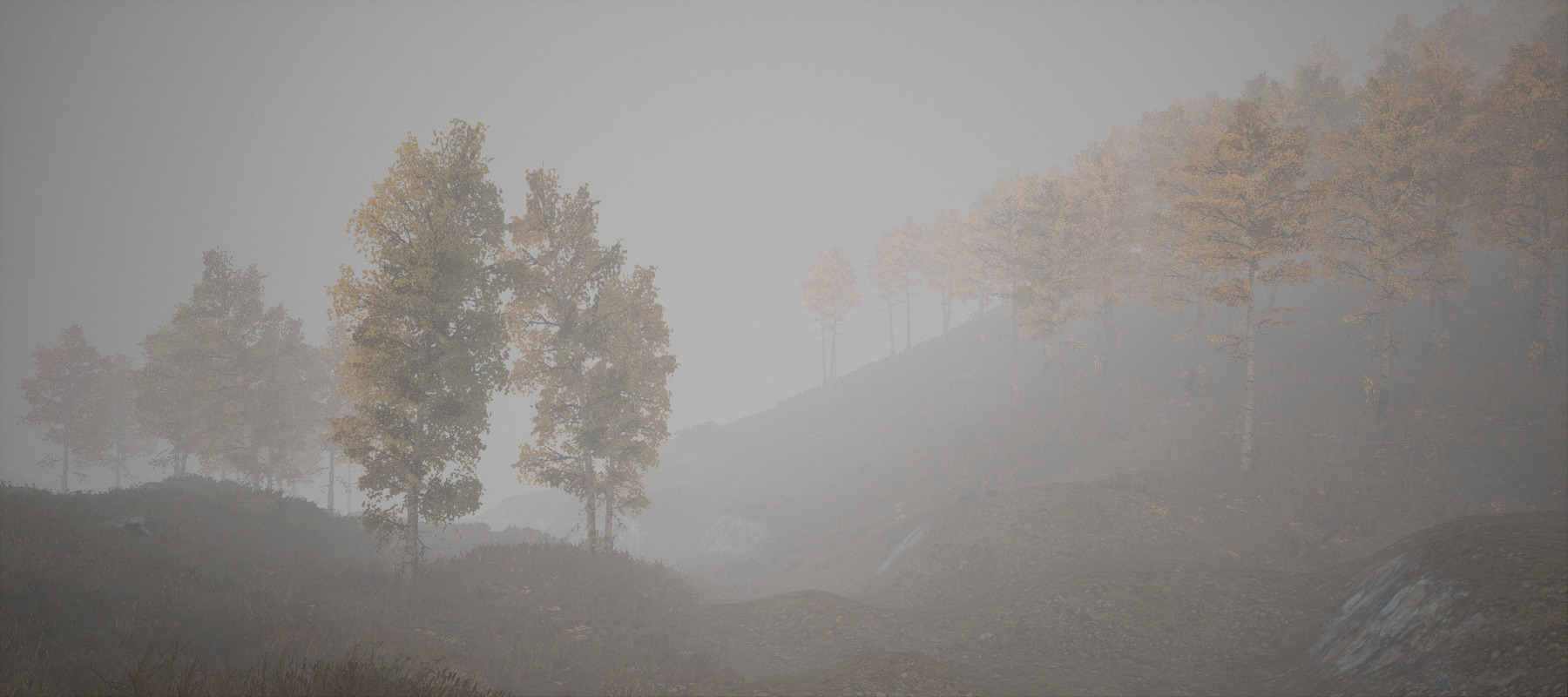 Fall, foggy